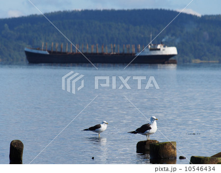 Black-headed gulls on old pilings in the lake 10546434