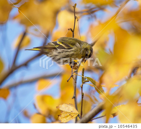 Siskin on the tree 10546435