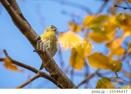 Siskin on the tree 10546437