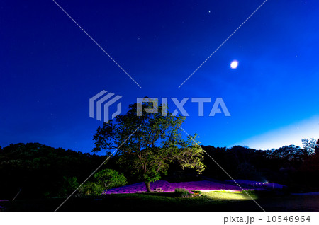 月とシレネと大木と 10546964