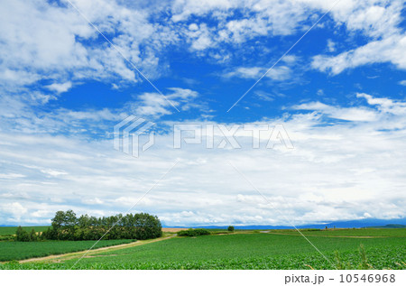 美瑛の夏空 10546968