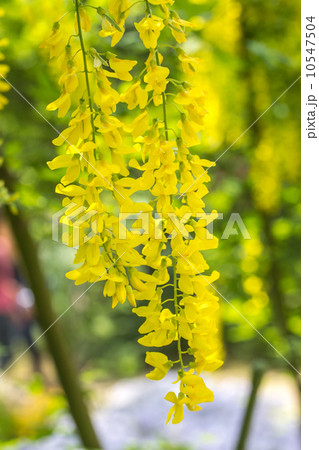 黄色い藤・キングサリ 10547504