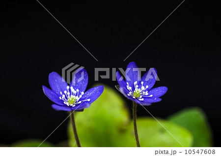 Flower beauty 10547608