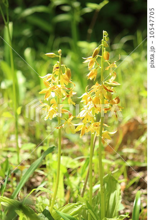 キエビネ 10547705