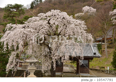 浄運寺の桜と山門 10547791
