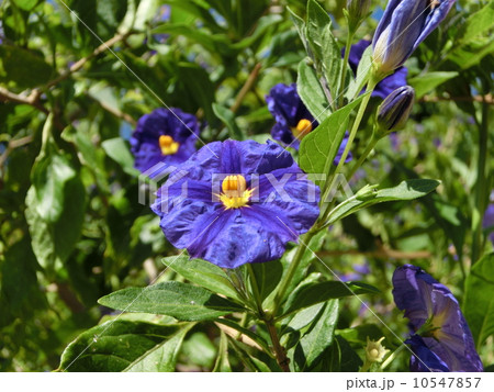 紫宝樹の花 紫宝樹の花 10547857