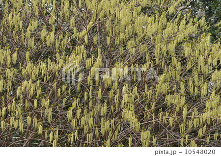 キブシ キブシ 10548020