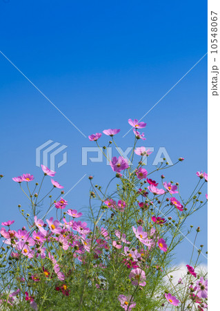 コスモスと青空 コスモスと青空 10548067