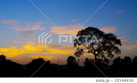 Tree sihouette with nice sunset sky 10548416