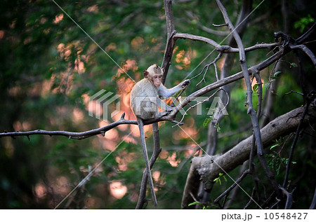Monkey wild animal sitting on tree with sunset 10548427