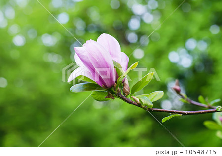 Magnolia flowers 10548715