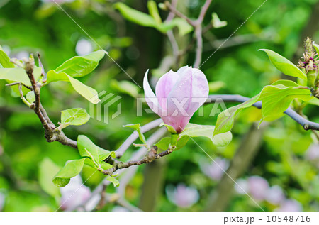 Magnolia flowers 10548716