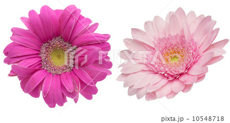 ガーベラ 10548718
