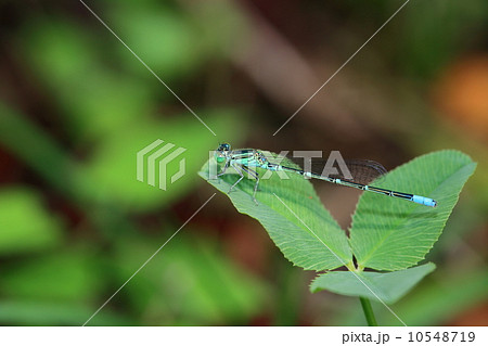 クロイトトンボ 10548719