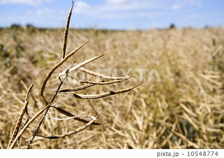 Ripe Rape Plants 10548774