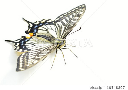 ナミアゲハの美しい羽根 白バック ナミアゲハの美しい羽根 白バック 10548807