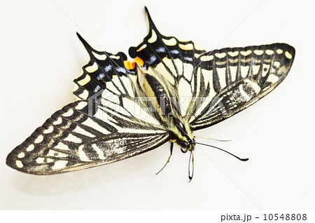 ナミアゲハの美しい羽根 白バック ナミアゲハの美しい羽根 白バック 10548808