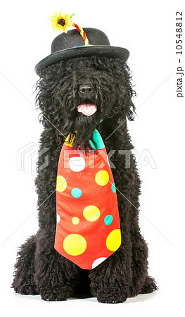 silly dog 10548812