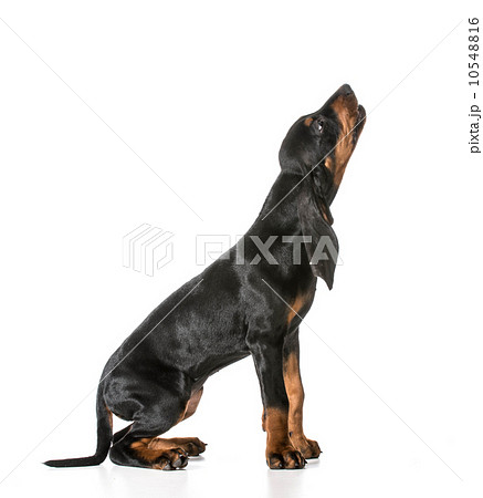 cute puppy cute puppy 10548816