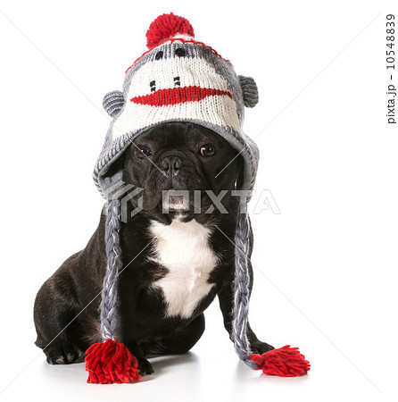 dog wearing hat 10548839