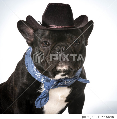 country dog 10548840