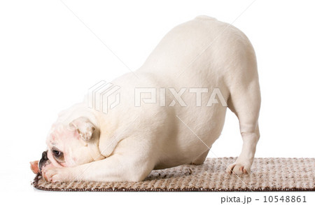 english bulldog bowing 10548861