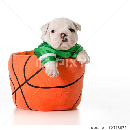 sports hound sports hound 10548875