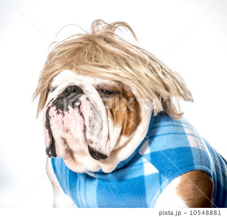 english bulldog english bulldog 10548881