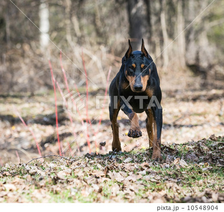 doberman running 10548904