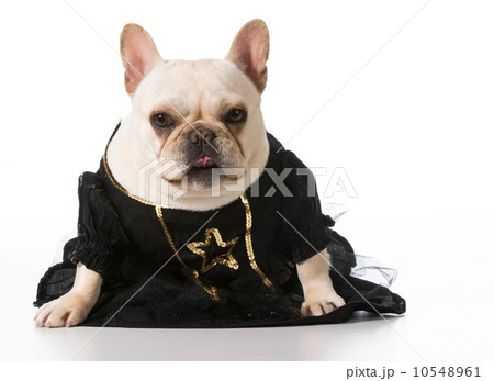 female french bulldog 10548961