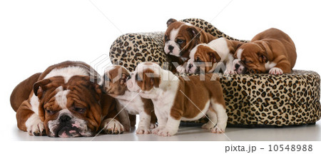 family of dogs 10548988