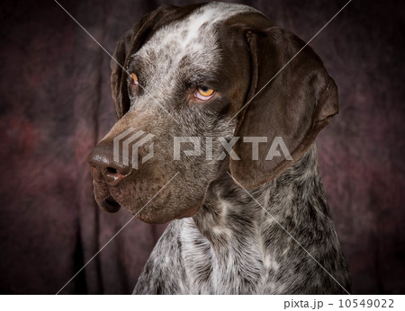 german shorthaired pointer 10549022