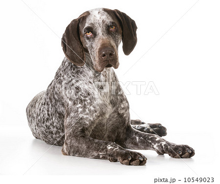 german shorthaired pointer 10549023