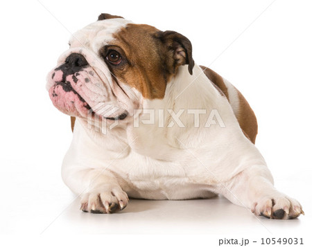 english bulldog english bulldog 10549031
