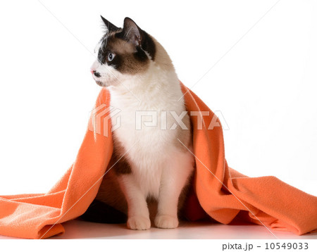 cat under cover cat under cover 10549033