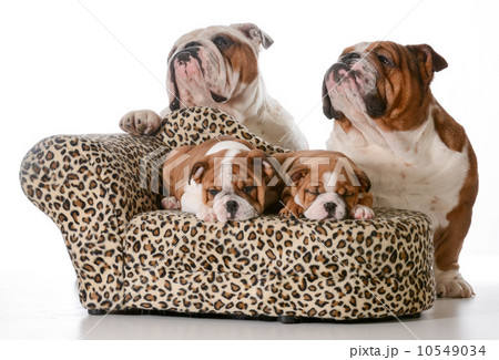 bulldog family bulldog family 10549034