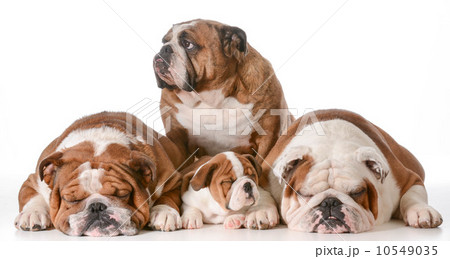 bulldog family 10549035