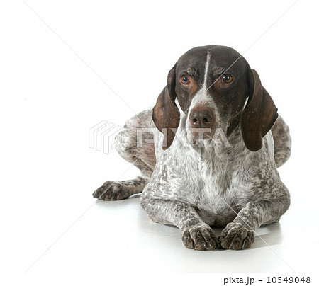 senior dog 10549048
