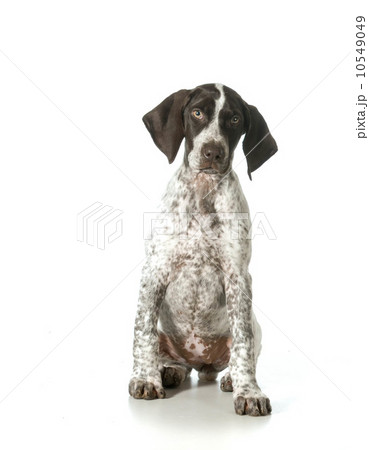 german shorthaired pointer female german shorthaired pointer female 10549049