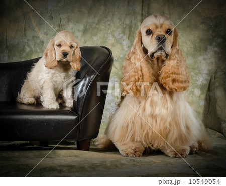 father and pup 10549054
