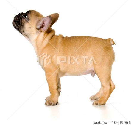 french bulldog puppy french bulldog puppy 10549061