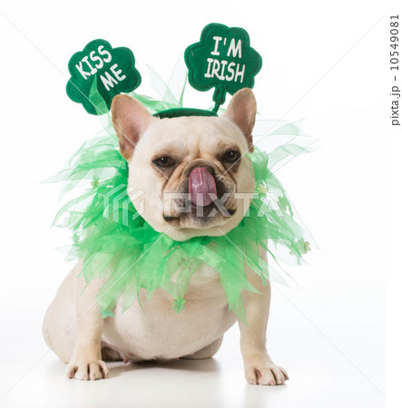 St Patricks Day dog 10549081
