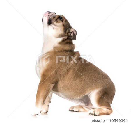 dog begging 10549094