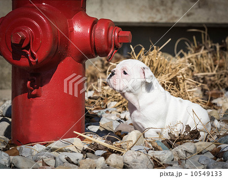 cute puppy cute puppy 10549133