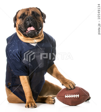sports hound sports hound 10549134