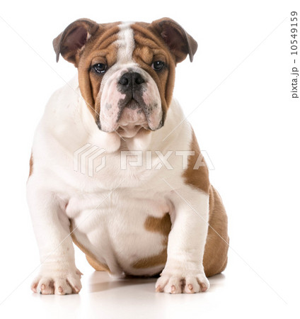 english bulldog puppy 10549159