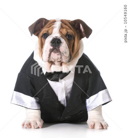 dog wearing tuxedo 10549160