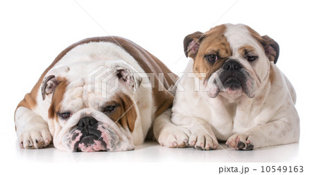 two bulldogs two bulldogs 10549163