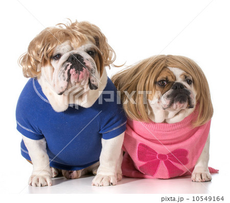 dog couple dog couple 10549164