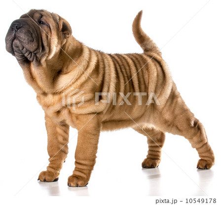 chinese shar pei puppy chinese shar pei puppy 10549178